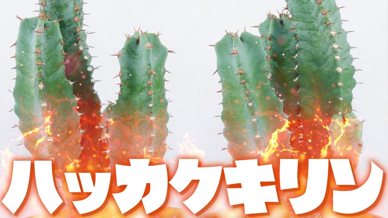 【ハッカクキリン】~辛すぎる観葉植物~【終末期医療の救世主？】