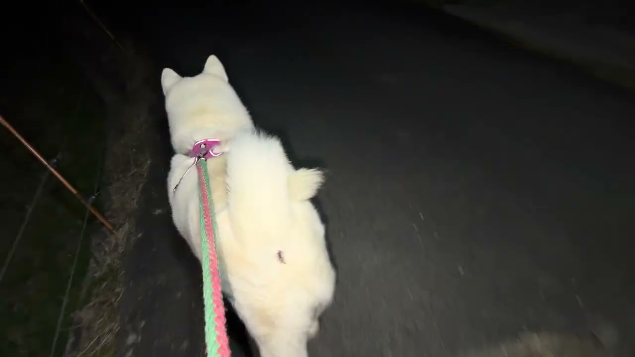 【今日のシロちゃん】我が家の秋田犬シロ(悠真)Akita 🐕２０２６年１月１９日夜散歩