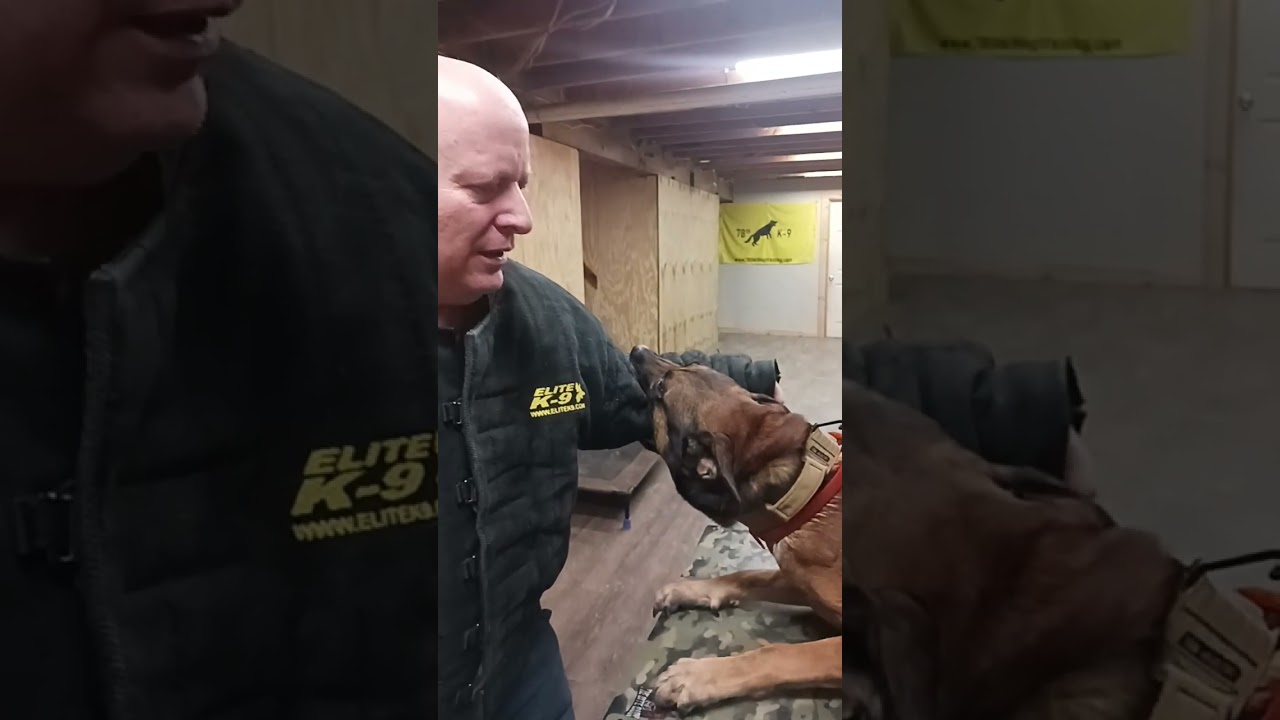 Full Table Session with Creed #belgianmalinois #bitework #personalprotectiondog #viral #cool