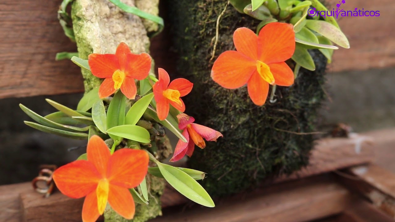 Sophronitis pygmaea - Dicas de cultivo