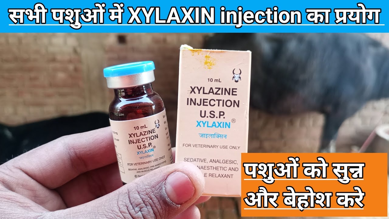 Use Veterinary XYLAXIN INJECTION || सभी पशुओं को सुन्न और बेहोश कैसे करें | XYLAZINE injection