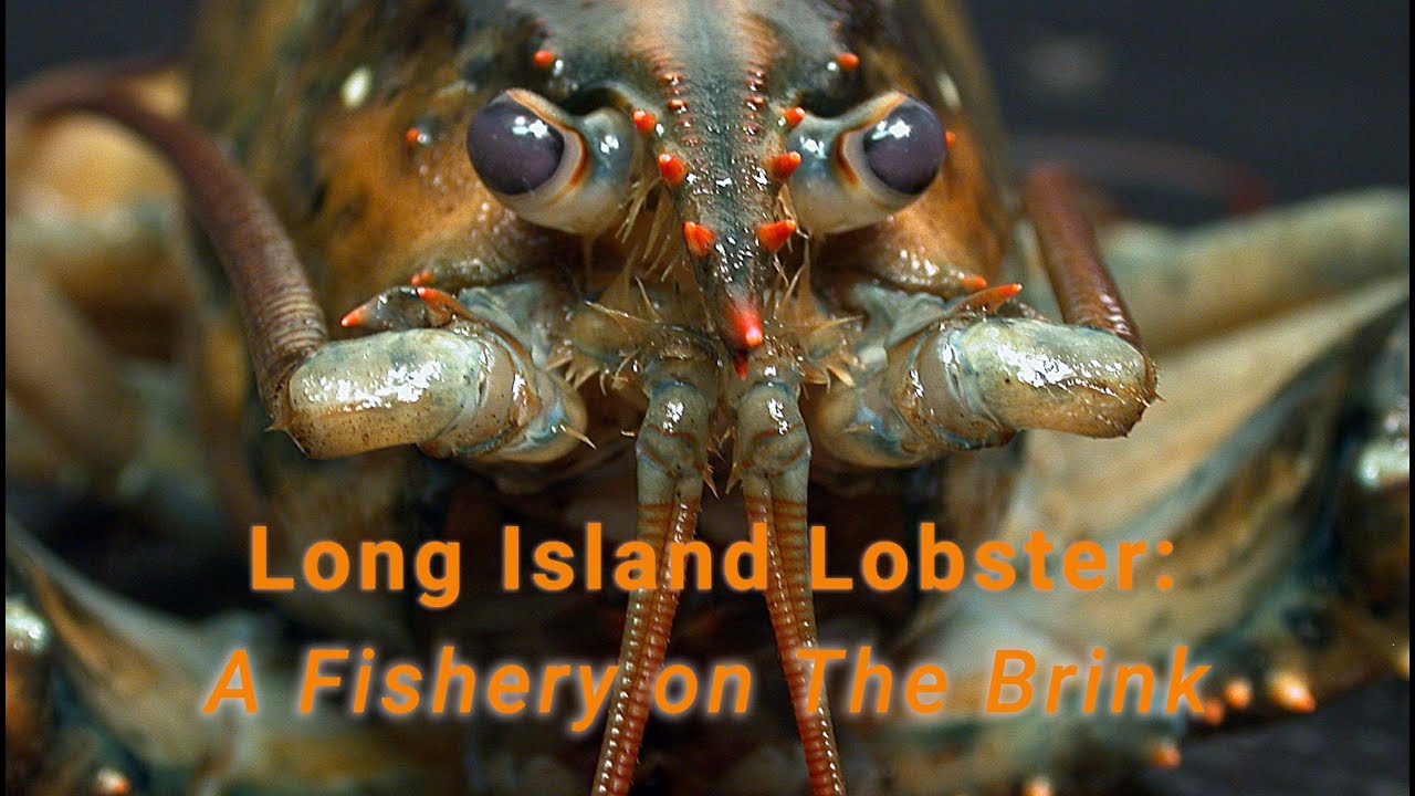 Long Island Lobster A Fishery on the Brink