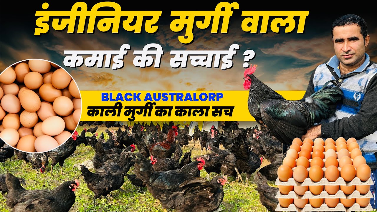 इंजीनियर ने शुरू किया Black Australorp देसी मुर्गी पालन हर महीने लाखों की कमाई @KisaanConnection