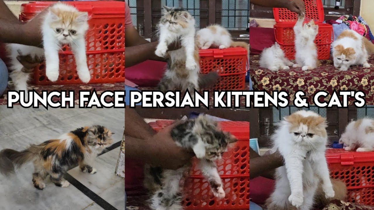 Punch face Persian kittens & cat's available in Hyderabad Talabkatta | punch face kittens in Hyd