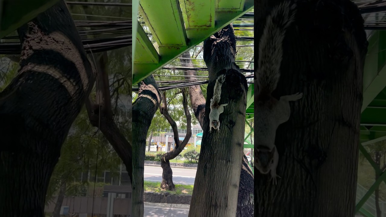 Silver Mexican squirrel surprise #subscribe #mexico #travel #shorts #adventure #funny