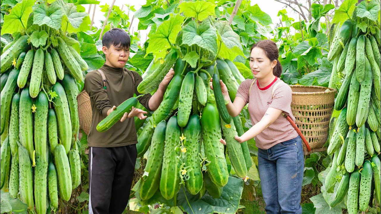 Harvest Super Fruitful Cucumbers Goes To Market Sell, A big incident happened to Hoa and Thai