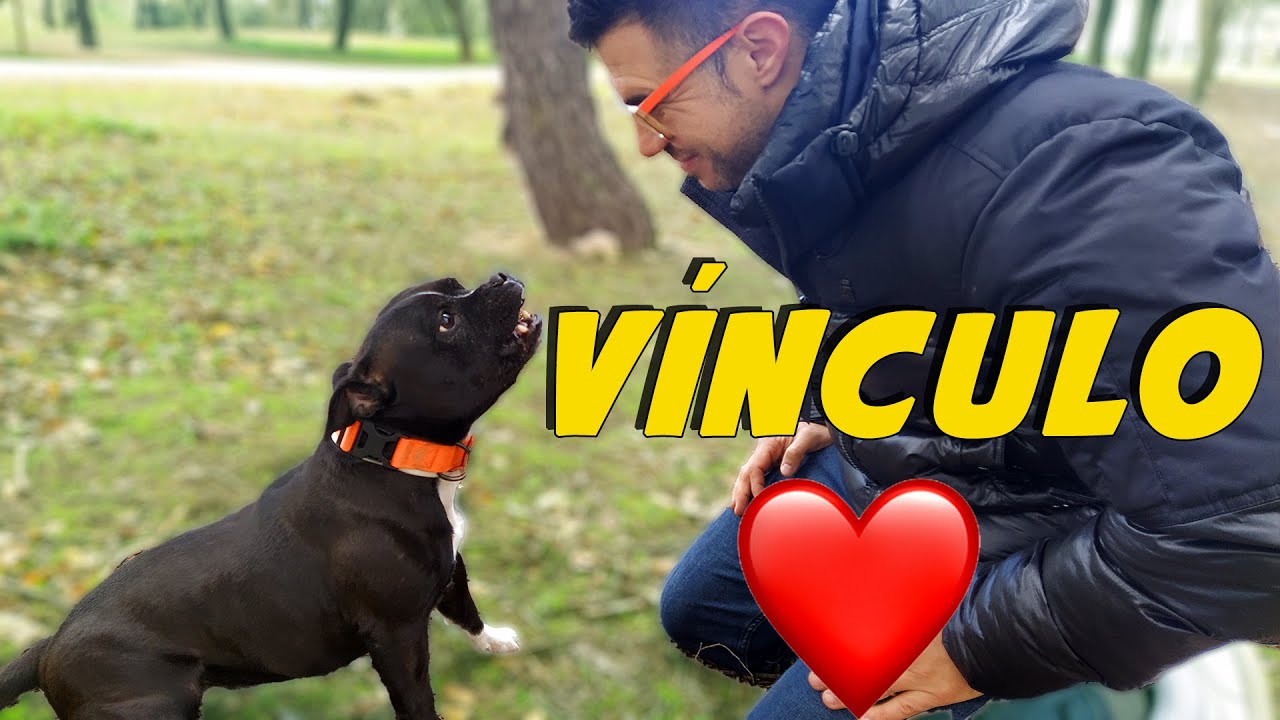Mejorar el V&iacute;nculo con tu Perro 🐶 | Adiestramiento Canino 📝