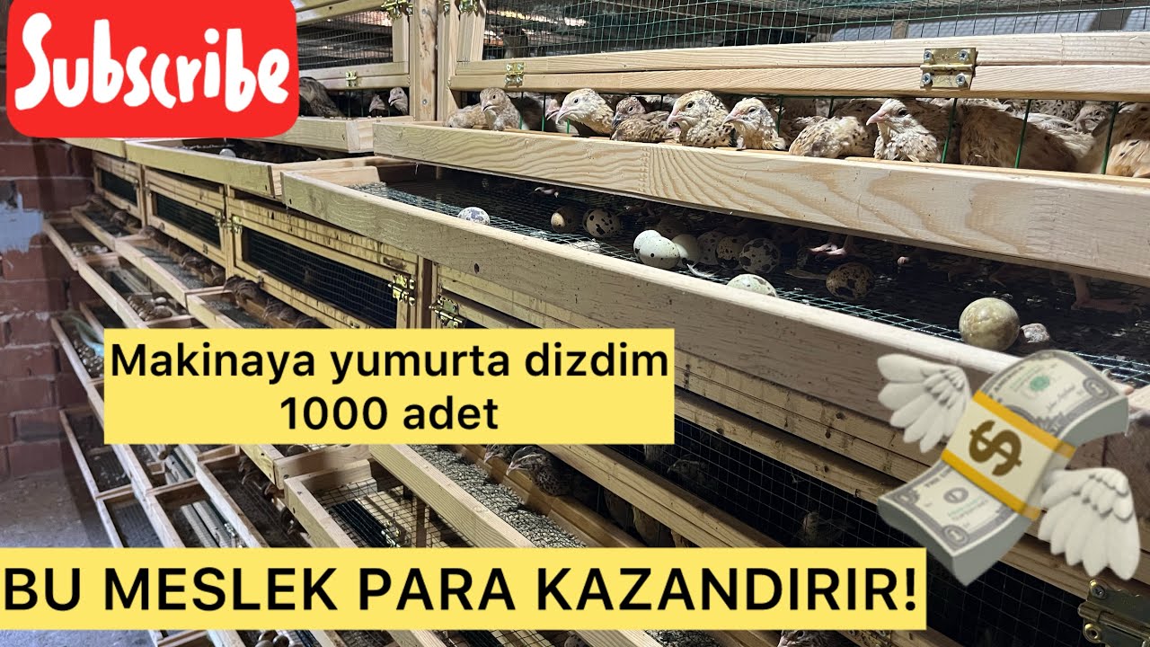 Bıldırcın Yetiştiriciliğiyle Para Kazanmak! 1000 Yumurta Yükledim