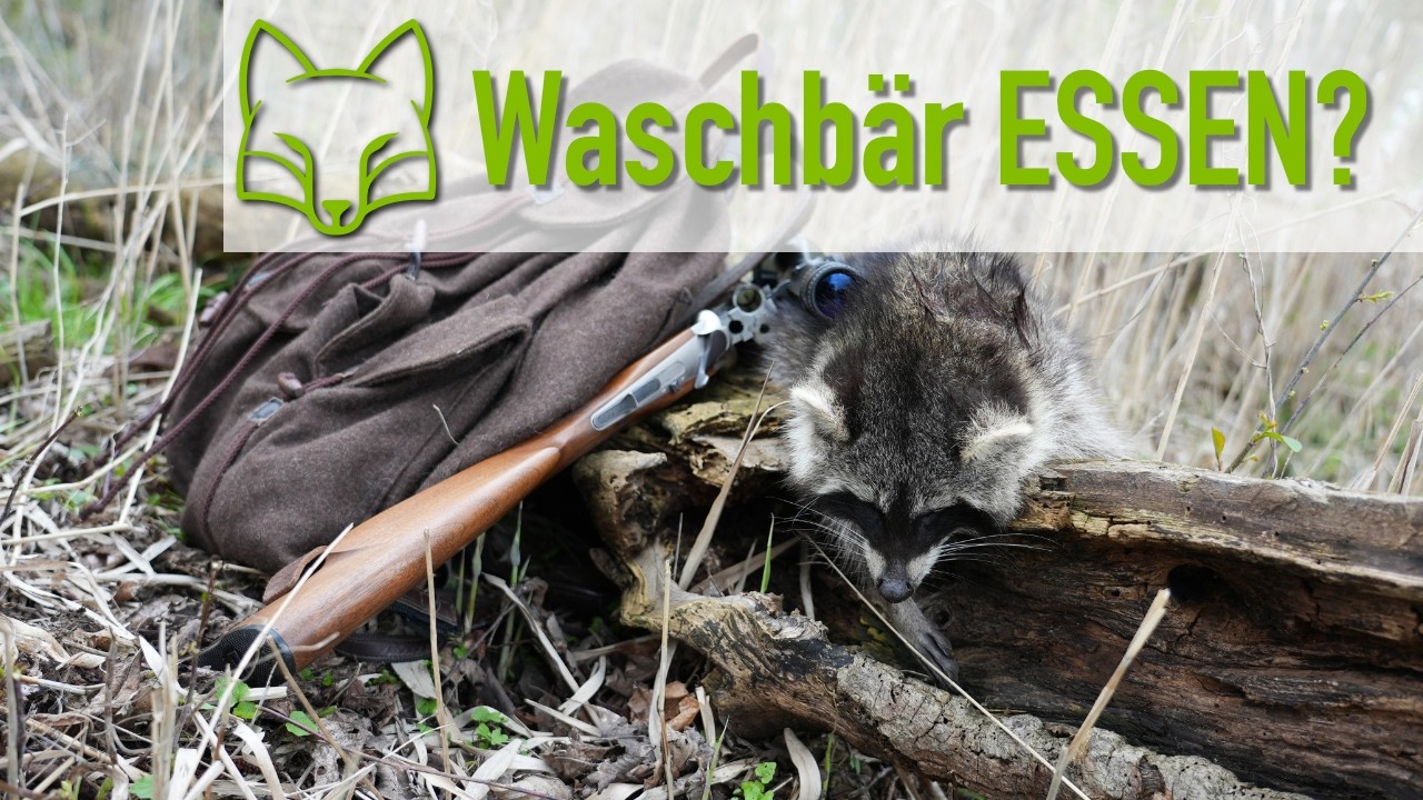 Waschb&auml;r Essen?