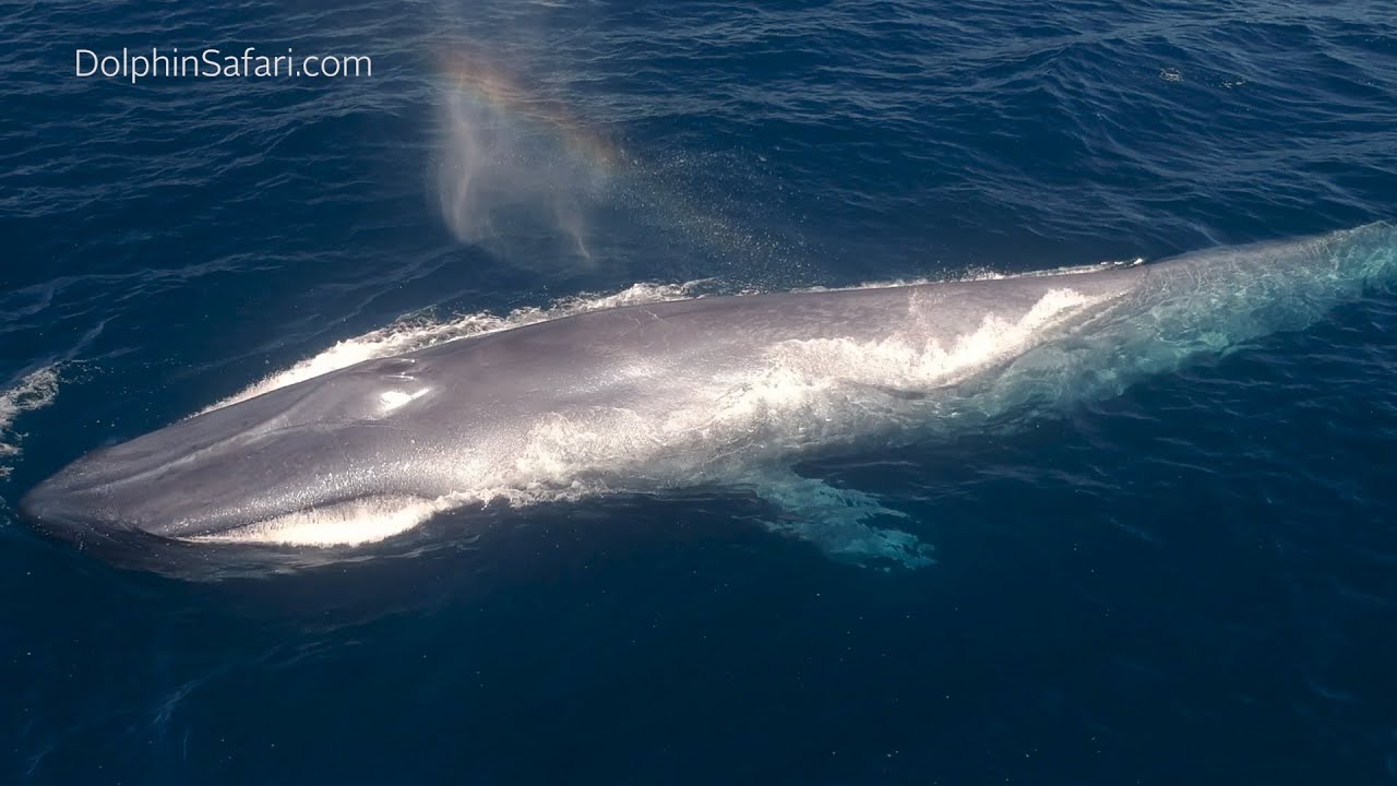 Best Whales of 2019 | Virtual Dolphin & Whale Watching | Week 2