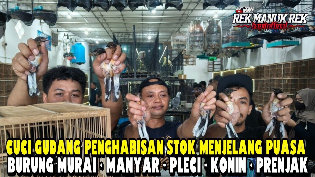 CUCI GUDANG PENGHABISAN STOK MENJELANG PUASA !!! BURUNG MURAI - MANYAR - PLECI - KONIN - PRENJAK DLL