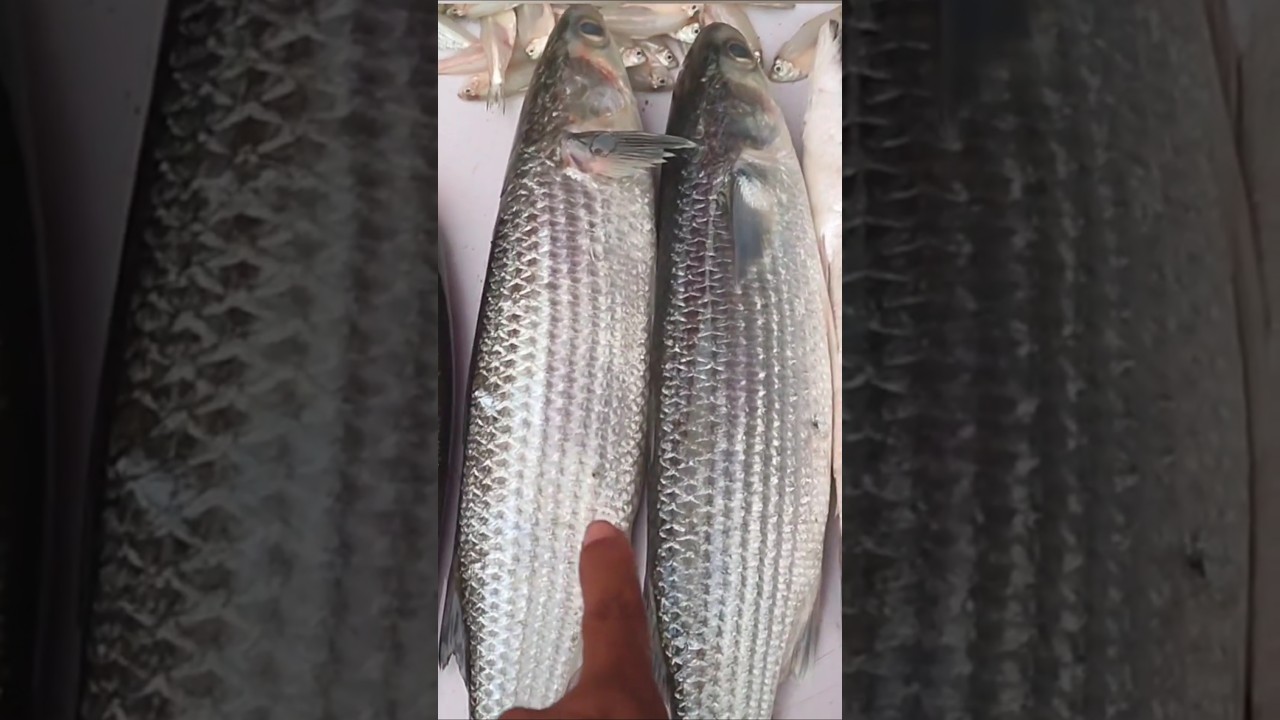 చేపల మార్కెట్ గోదావరి సముద్రం Fish market Godavari samudram shorts #ramanavideos