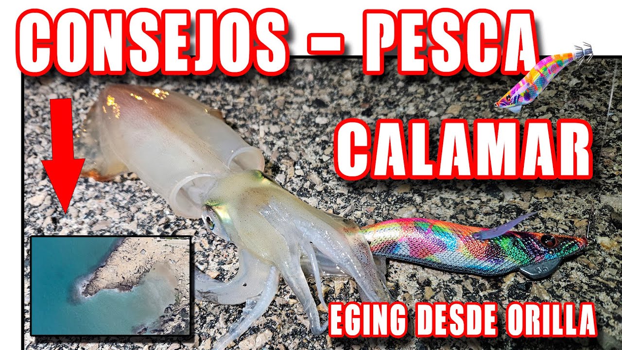 MEJORES CONSEJOS PESCA DEL CALAMAR DESDE ORILLA (principiantes)