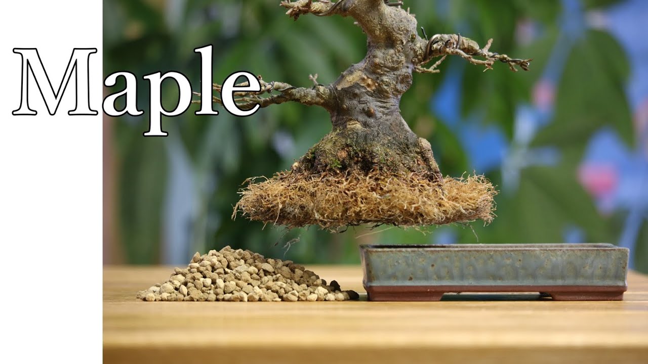 模様木　楓の植え替え　上根の処理　bonsai maple replanting