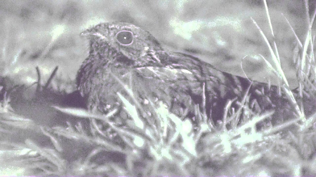 Atajacaminos chico ( Caprimulgus parvulus) VOCES