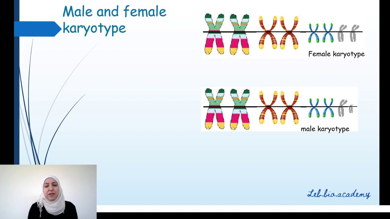 Karyotype and criteria to classify chromosomes