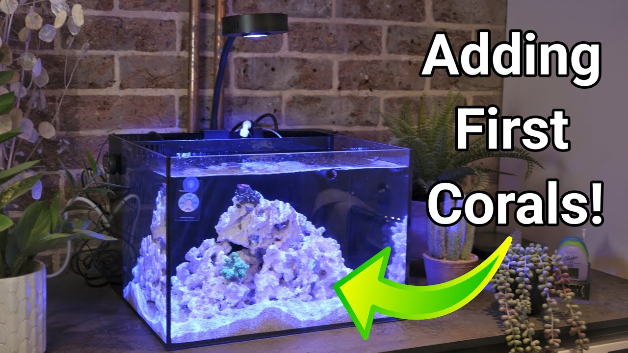 Циклинг и добавление первых кораллов в риф Casa Studio 12 | Настройка Nano Reef Tank, часть 3