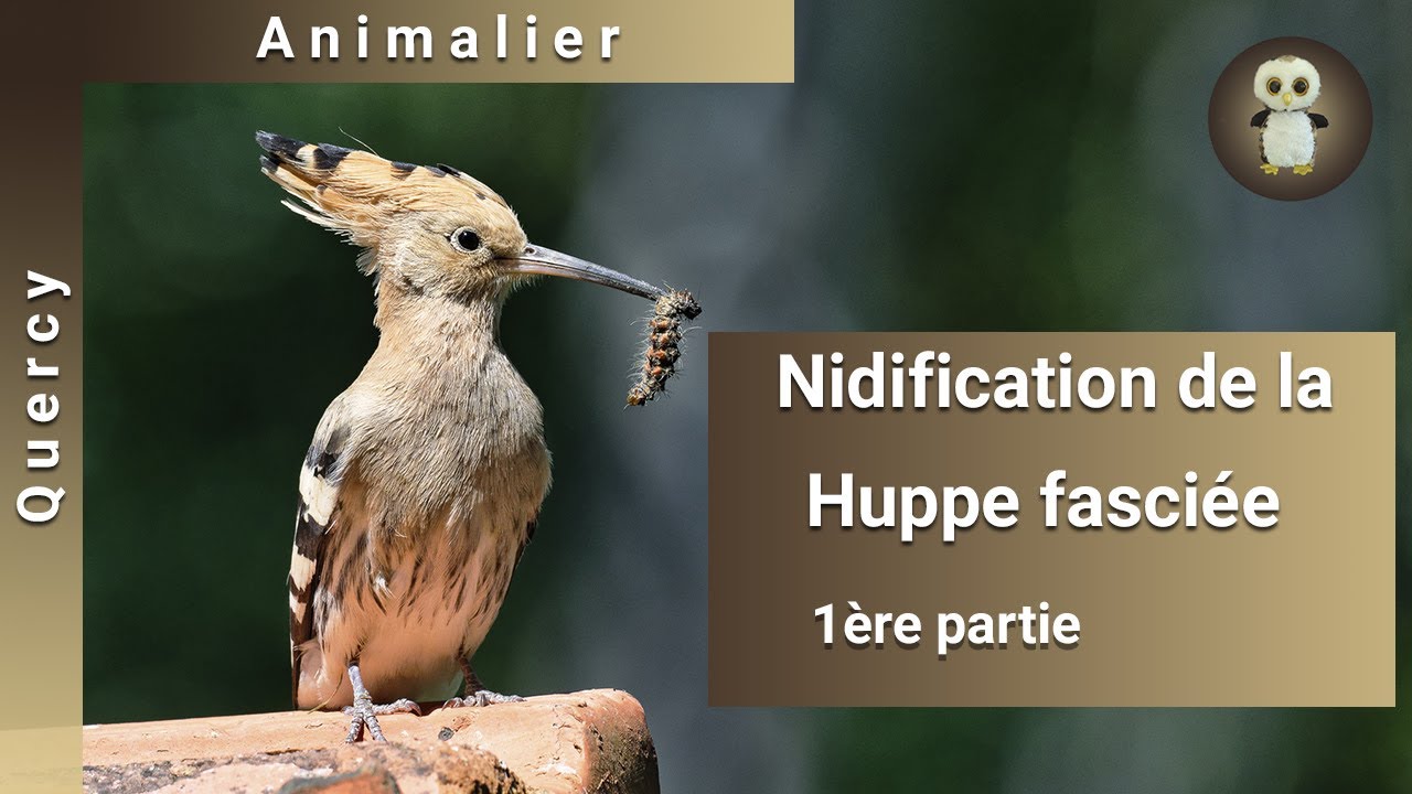 Nidification des Huppes fasciées, 1ère partie, installation et couvaison