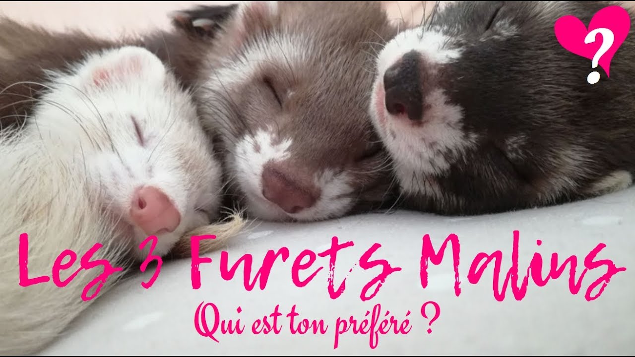 Qui est ton Furet Malin préféré ? - Les Furets Malins