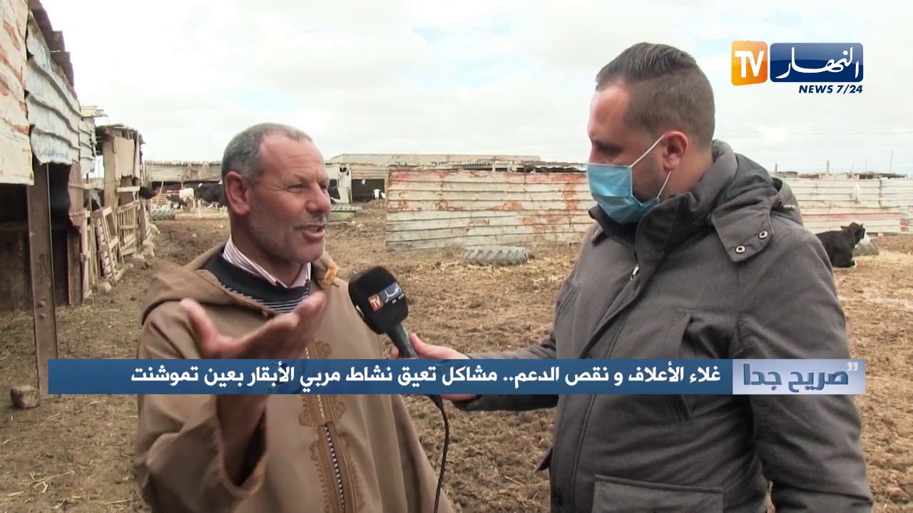 صريح جدا: غلاء الأعلاف ونقص الدعم  مشاكل تعيق نشاط مربي الأبقار بعين تموشنت