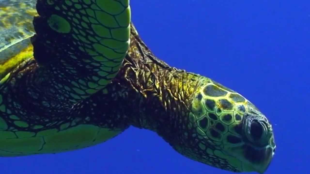 Sea Turtle Migration Video