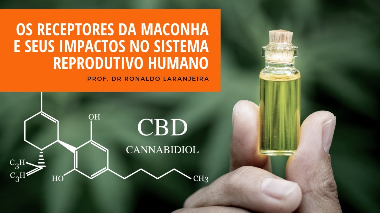 Os receptores da maconha e seus impactos no sistema reprodutivo humano