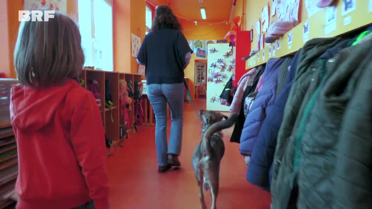 Rechnen leicht gemacht mit Schulhund 