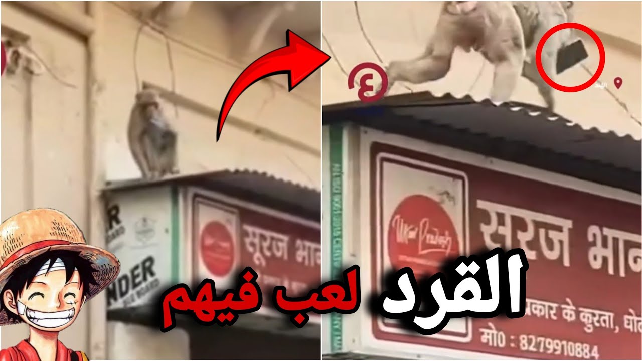 زعل لان الهنود عبدو البقر بداله 🤣