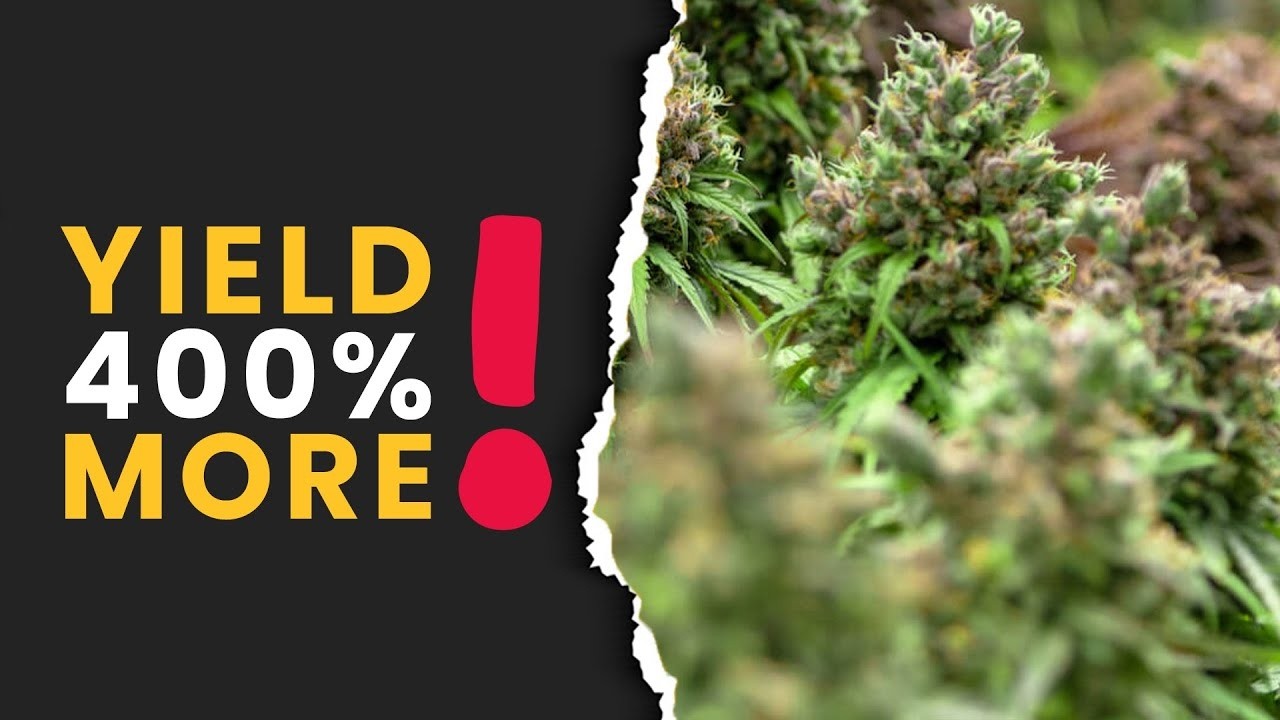 Increase Your Yield By 400%