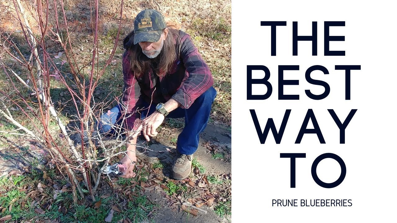 How To Prune BLUEBERRY Bushes