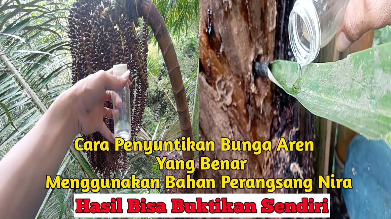 Tips Baru. Cara Benar Menyuntikan Bahan Penyubur Nira Kedalam Pohon Aren di Batang Keras
