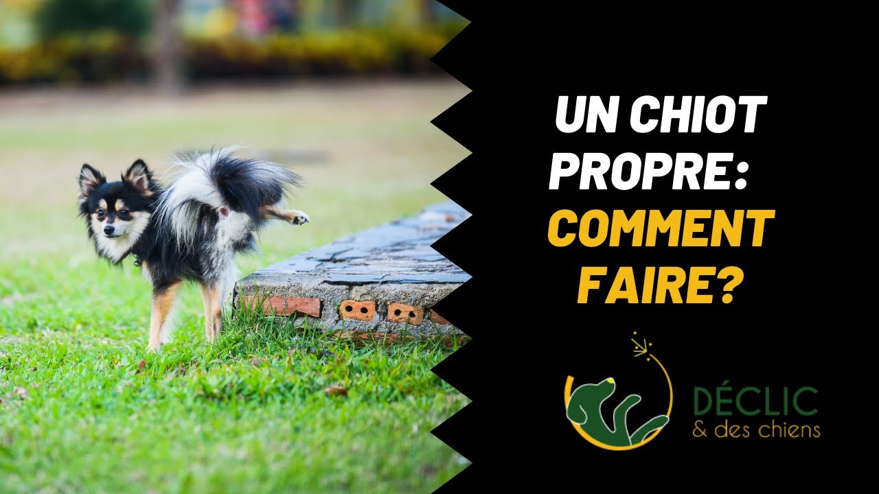 Comment apprendre à un chiot à être propre ?