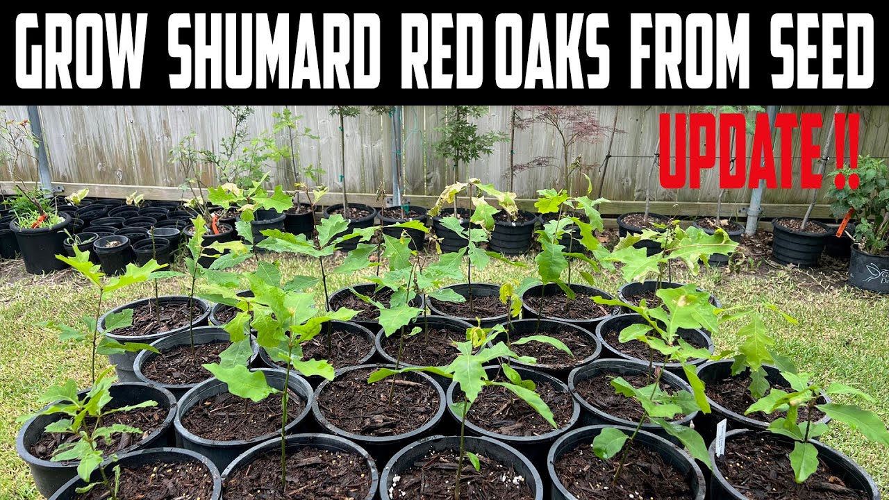 Grow Shumard Red Oak From Seed Update