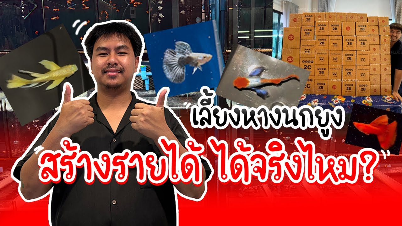 รู้อะไรไม่เท่ารู้งี้ EP64.เลี้ยงหางนกยูงคัดเกรดสร้างรายได้ได้จริงไหม?