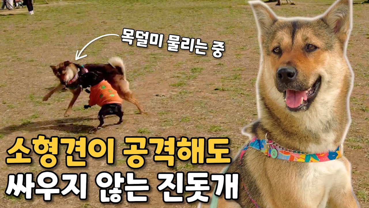 정말로 진돗개는 사납기만 하고, 소형견은 당하기만 할까?
