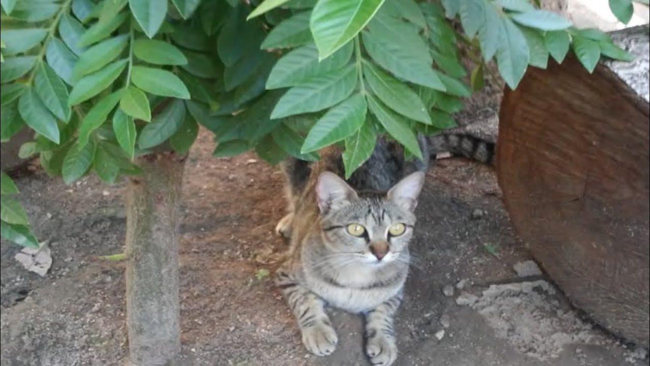 CACAU DESCANSANDO E APRECIANDO A NATUREZA!🐈