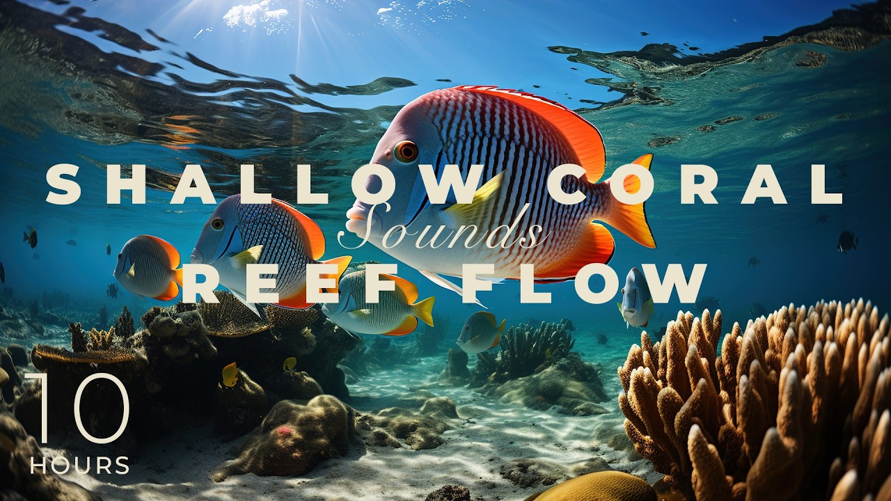 Shallow Coral Reef: Bright Aquatic Scenery for Positive Morning Energy and Flow
