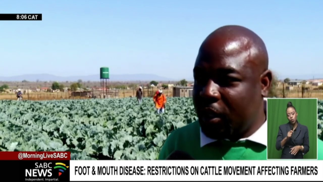African Farmers' Association of South Africa in Limpopo laments outbreak of foot-and-mouth disease