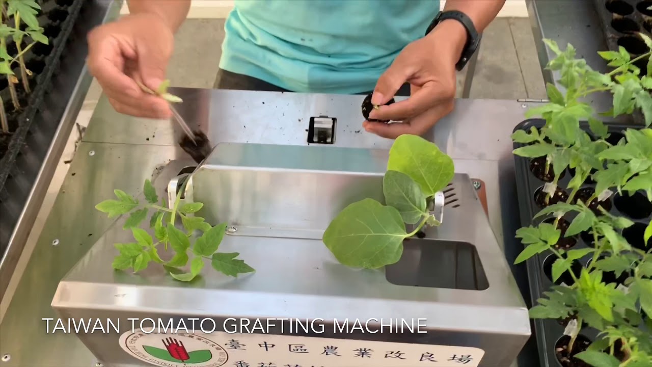 Taiwan tomato grafting machine-番茄苗嫁接機