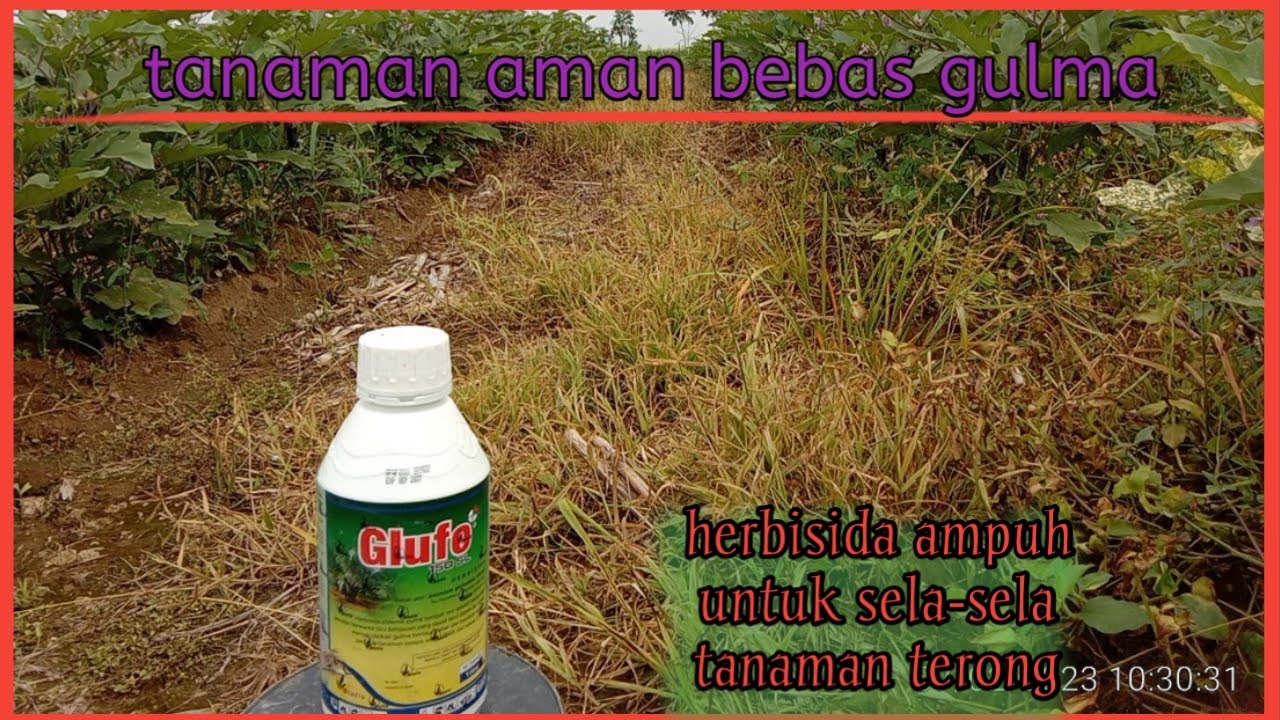 herbisida untuk sela-sela tanaman terong