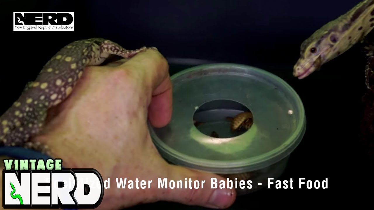 NERD Socialized Water Monitor Babies - Fast Food