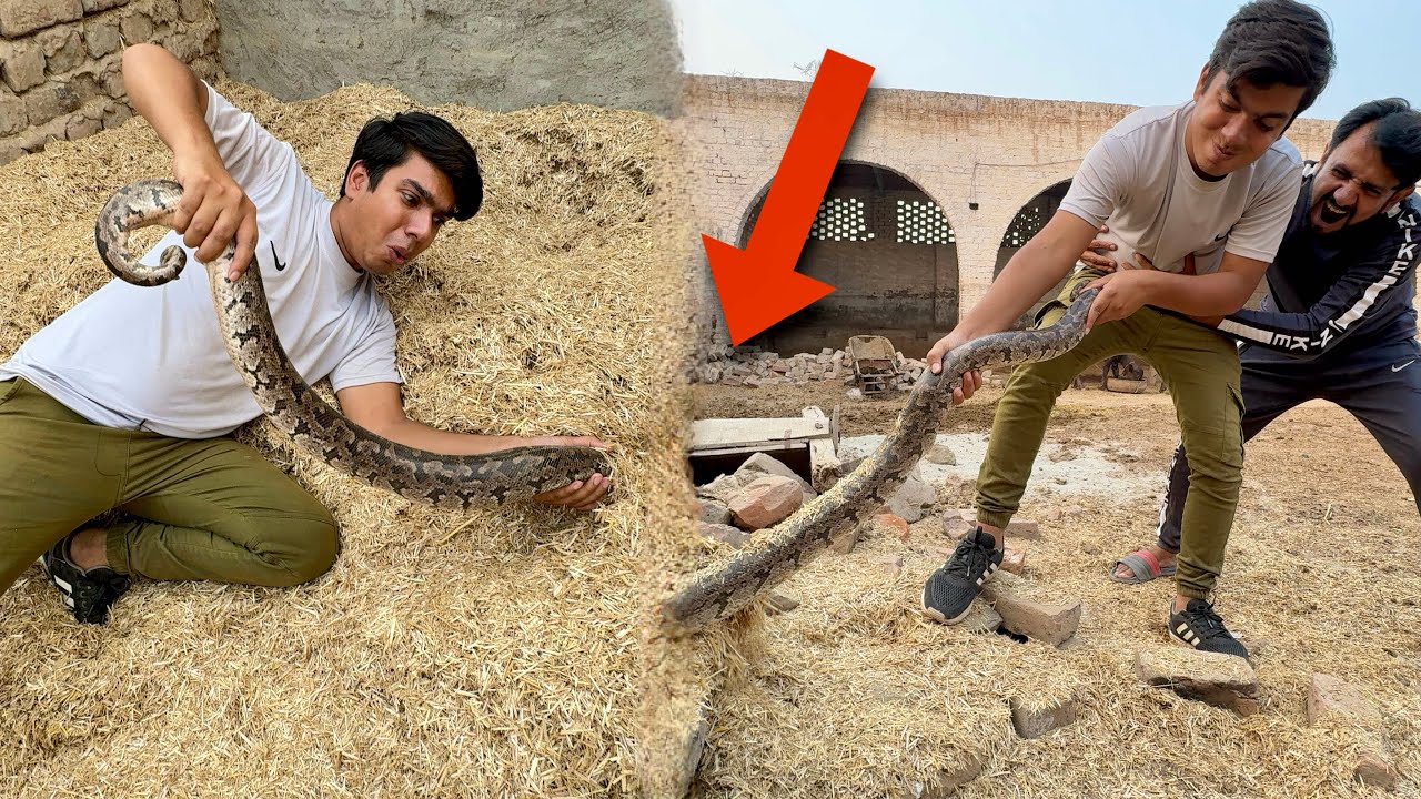 Snake Ko Bhagty Hoye Pakr Liya 😰