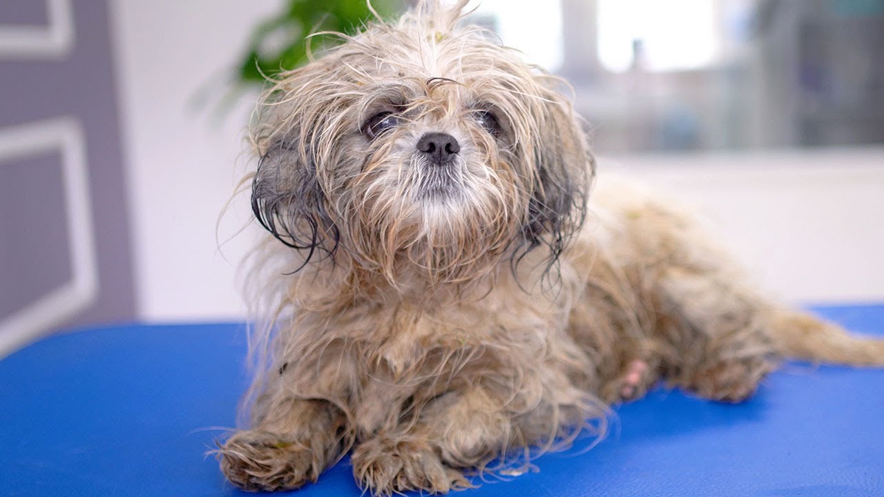 Скоро я стану самой счастливой собакой на свете!! 🐶🛁✂️❤️