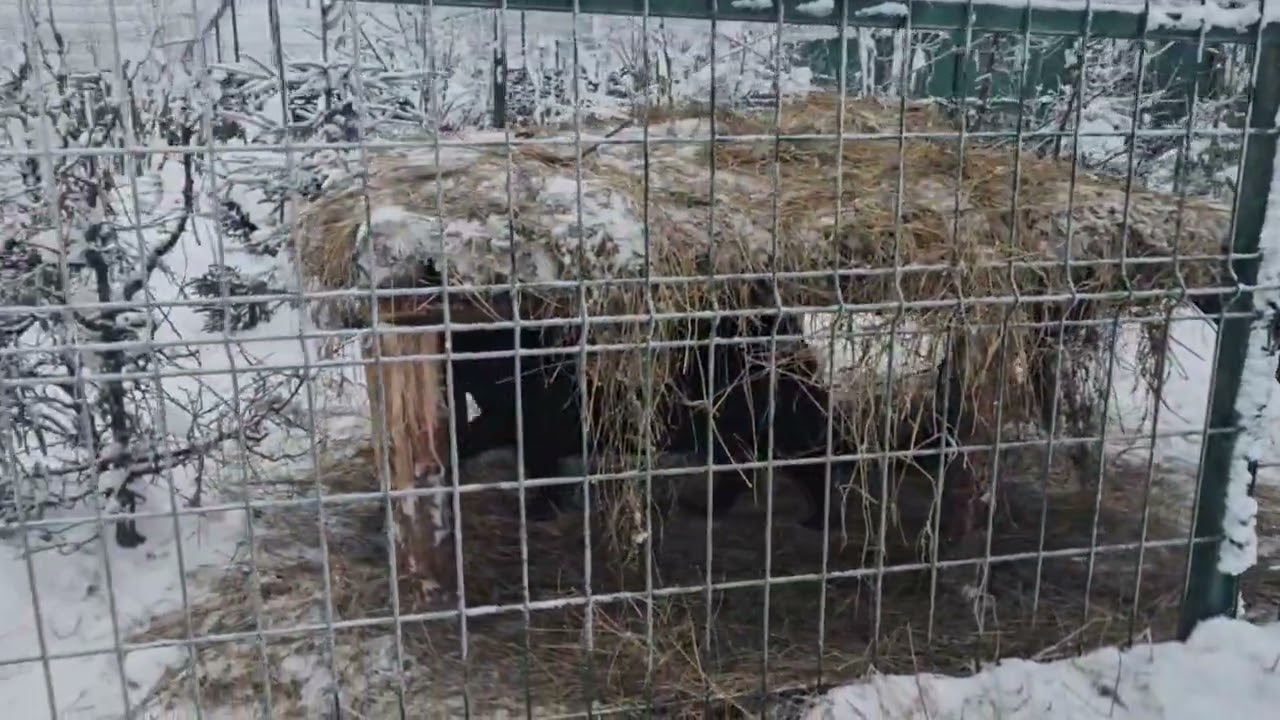 Пума Остин с ягуарами вышли на прогулку. ПАРК ЗЕМЛЯ ПРАЙДА 🌿 