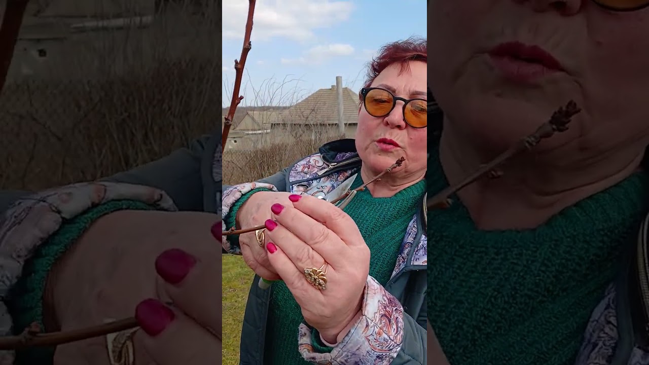 Обрізування  абрикоса.