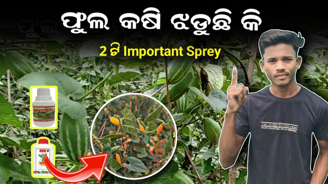 ପୋଟଳରେ 2ଟି Important Sprey | ଫୁଲ କଷି ଝଡିବ ନାହିଁ