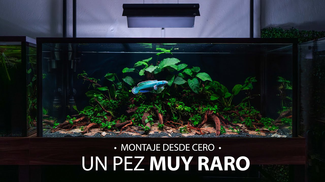 Construí el HÁBITAT para el PEZ más RARO que he tenido