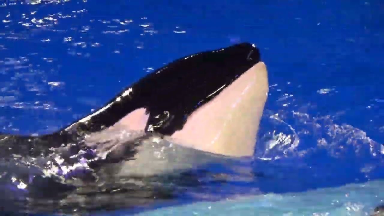 One Song - SeaWorld San Antonio | December 28th, 2021