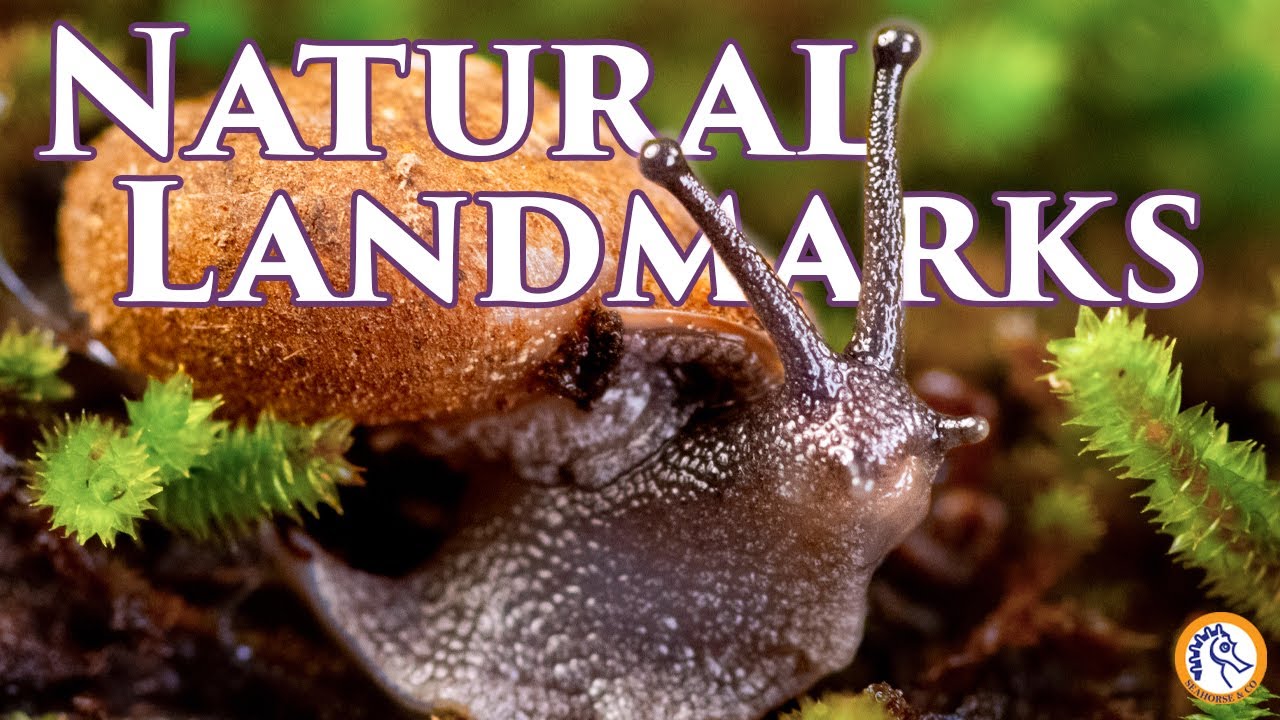 How Snails are Helping Make the Next National Landmark: Natural Bridge Alabama
