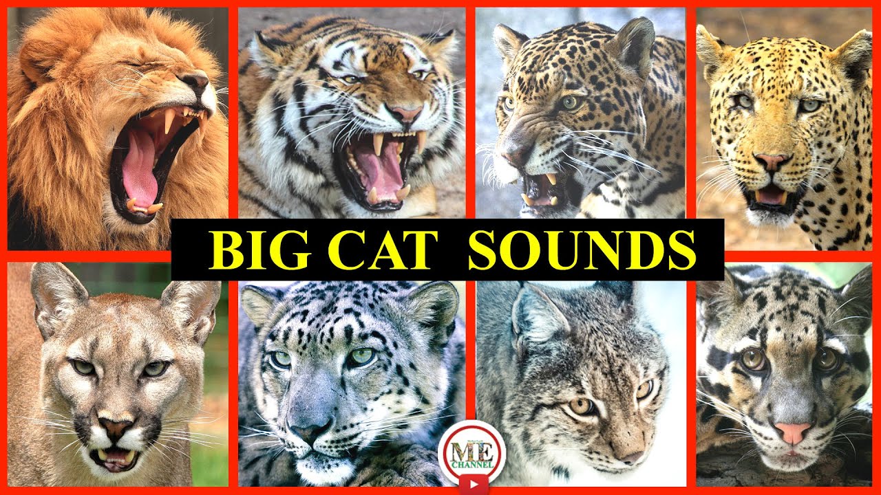 Top 10 Big Cat Sounds | Mother Earth Channel |  Funny  big cat sounds | Lion, tiger roar | In Telugu